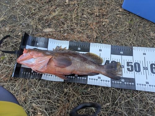 アコウの釣果