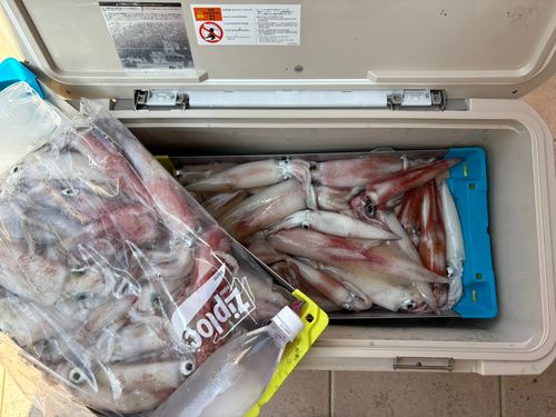 ケンサキイカの釣果