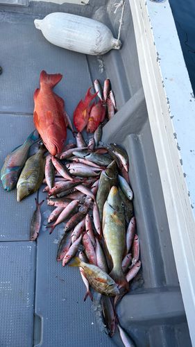 釣果