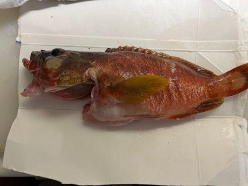アカハタの釣果