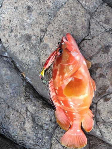 アカハタの釣果