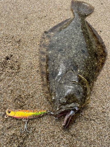 ソゲの釣果