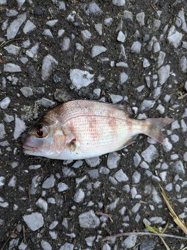 チャリコの釣果