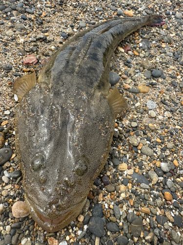 マゴチの釣果