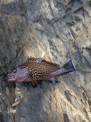 オオモンハタの釣果
