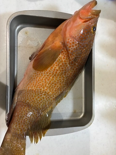 アコウの釣果