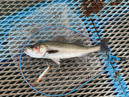 スズキの釣果