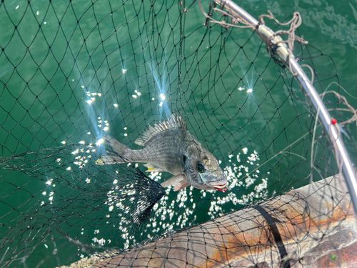 キチヌの釣果