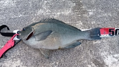 グレの釣果