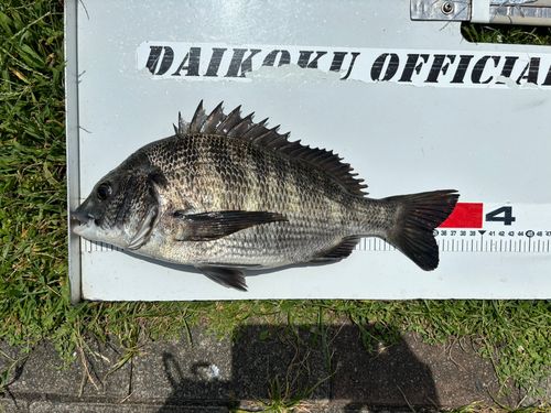 クロダイの釣果