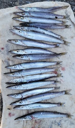 カマスの釣果
