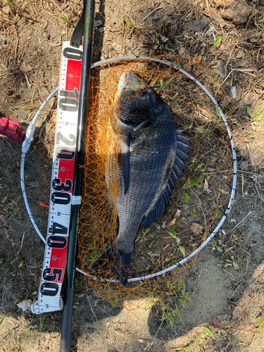 チヌの釣果