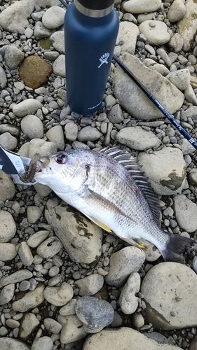 キビレの釣果