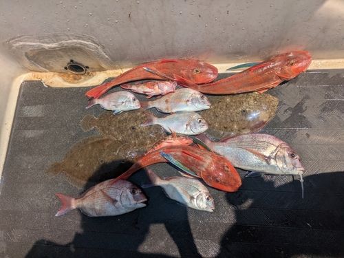 ヒラメの釣果