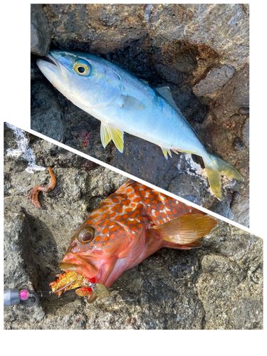 ツバスの釣果