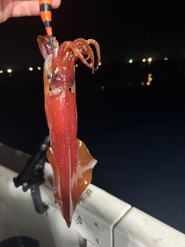 シロイカの釣果