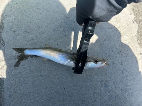 アカカマスの釣果