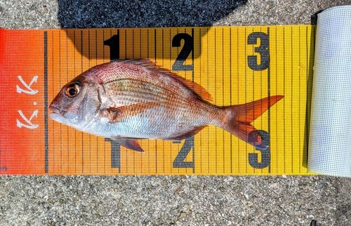 マダイの釣果