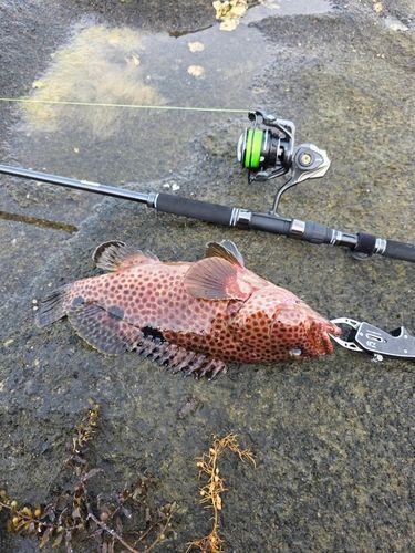 ノミノクチの釣果