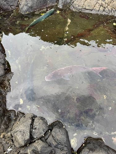 タイの釣果