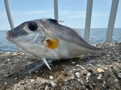ギマの釣果