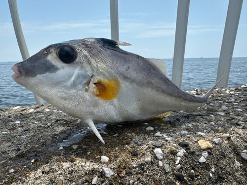 ギマの釣果