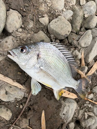 キビレの釣果