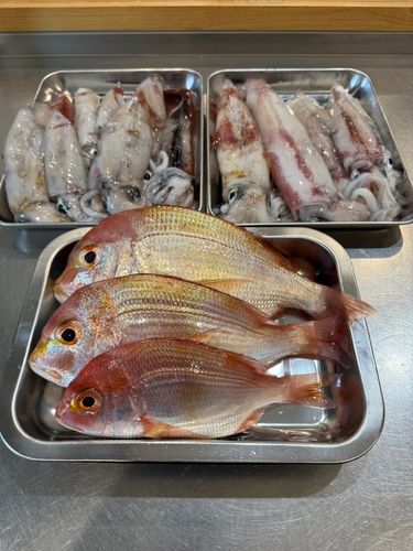 アカイカの釣果