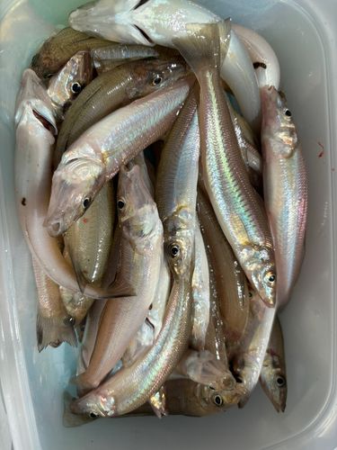 キスの釣果