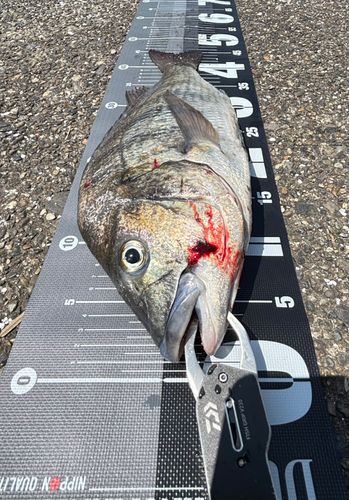 チヌの釣果