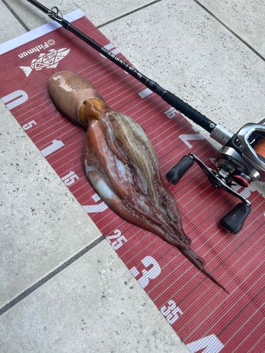 タコの釣果