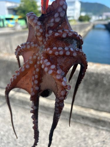 タコの釣果