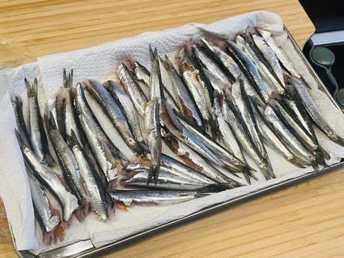 イワシの釣果