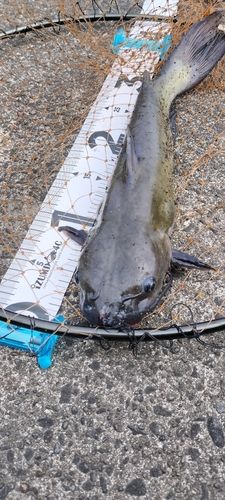 アメリカンキャットフィッシュの釣果