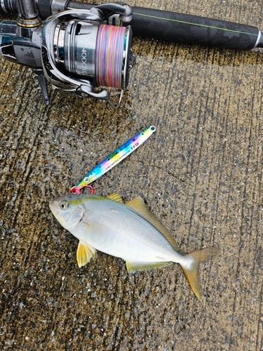 ショゴの釣果