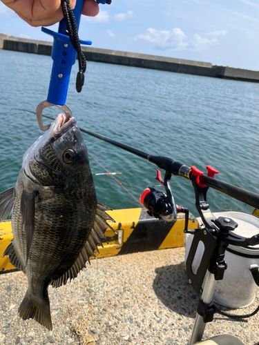 チヌの釣果