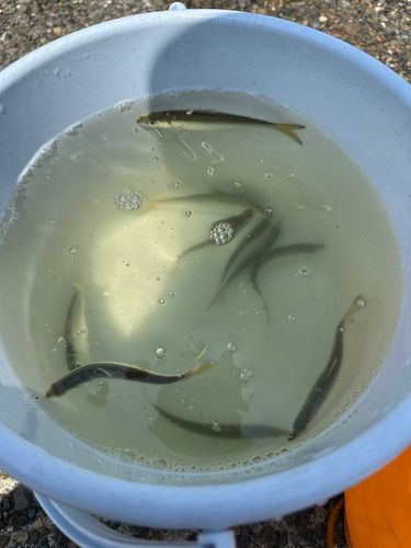 サッパの釣果