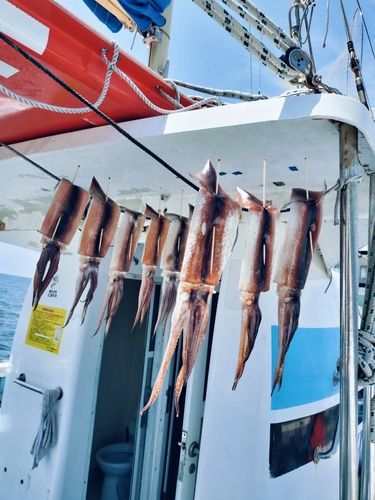 スルメイカの釣果