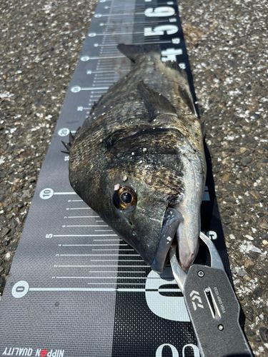 チヌの釣果