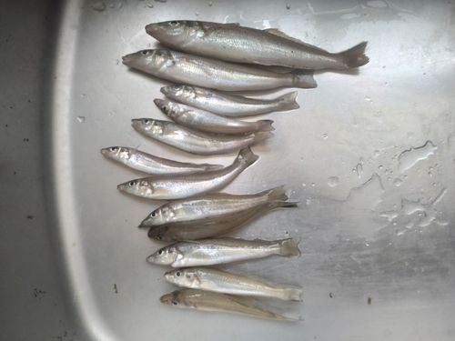 キスの釣果