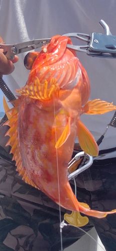 アヤメカサゴの釣果