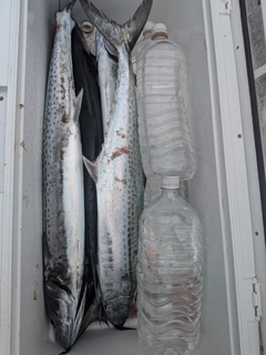 サワラの釣果