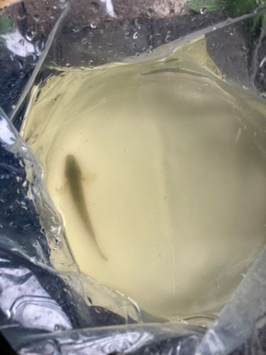 ハゼの釣果