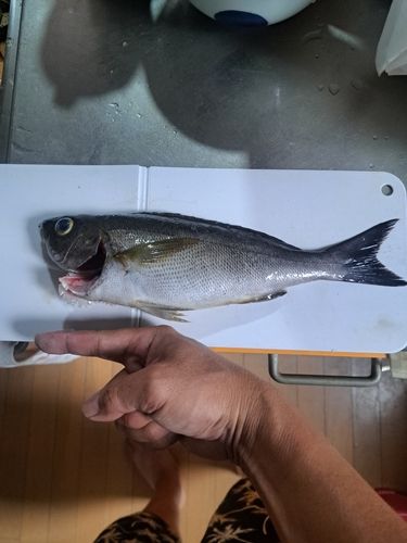 イサキの釣果