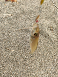 キスの釣果