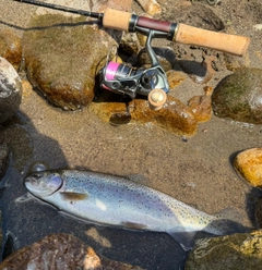 ニジマスの釣果