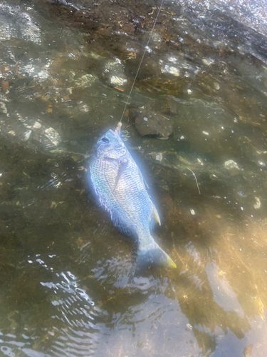 キビレの釣果