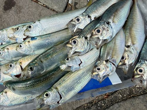 サッパの釣果