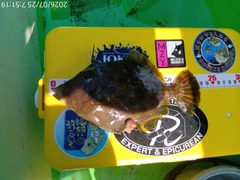 カワハギの釣果