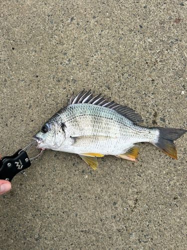 キビレの釣果